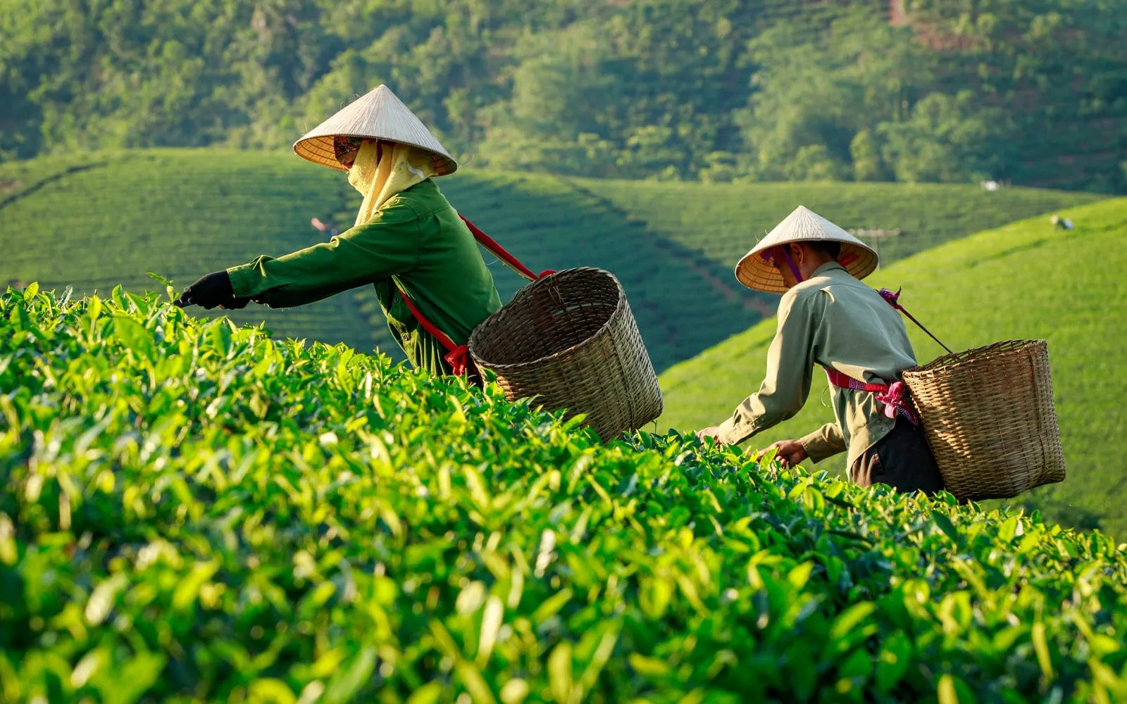 采茶人手工采摘