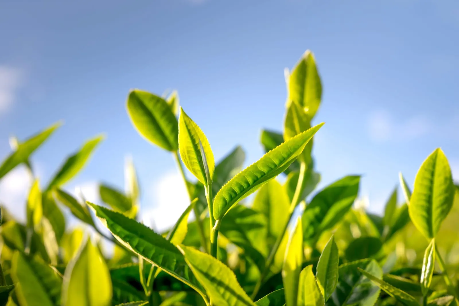 蓝天逆光下的茶树嫩叶